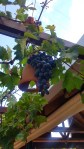 20160814_091434
